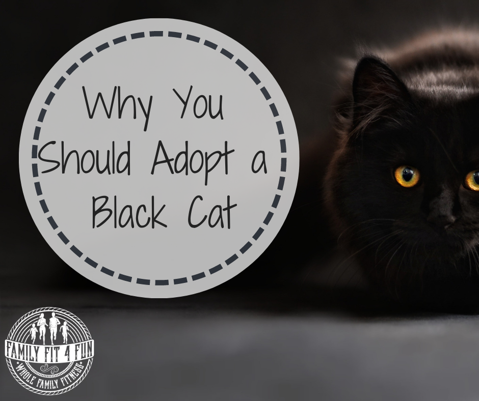 Why You Should Adopt a Black Cat